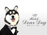 Hotel Dear Dog ɓ